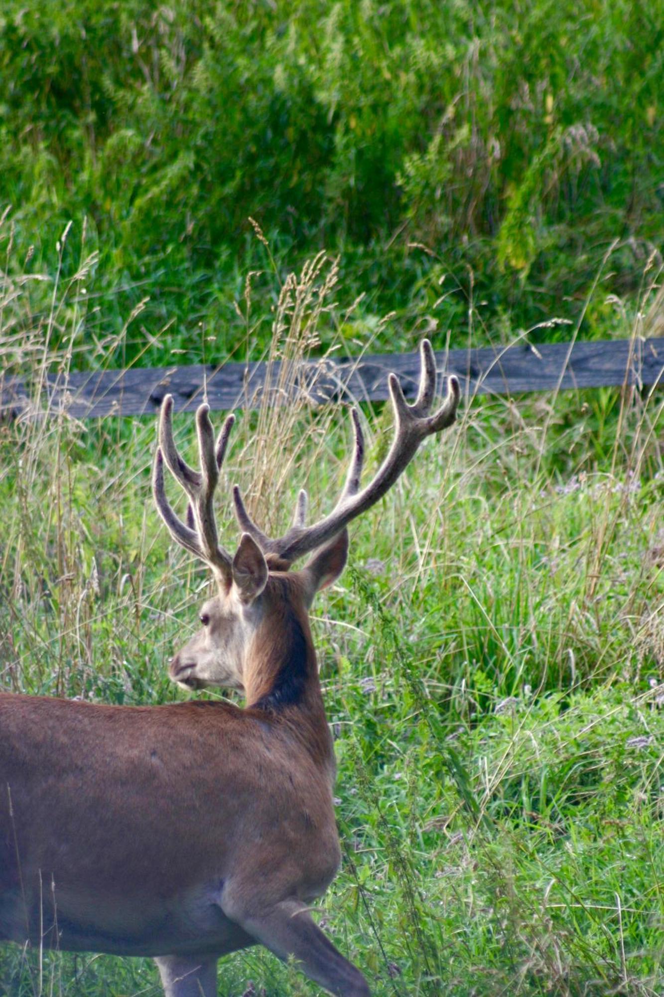 Brown Deer - Z Sauna Na Tarasie, Jacuzzi I Widokiem Na Gory - By Deer Hills Luxury Apartments Kocon エクステリア 写真