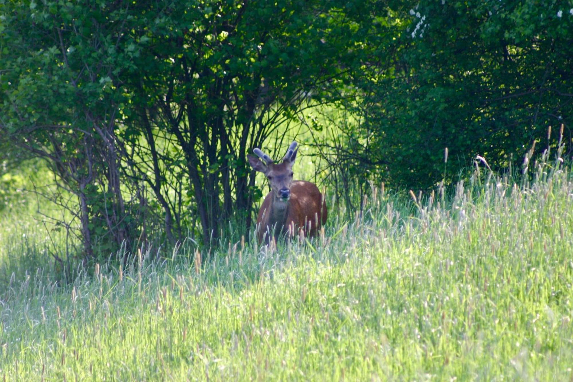 Brown Deer - Z Sauna Na Tarasie, Jacuzzi I Widokiem Na Gory - By Deer Hills Luxury Apartments Kocon エクステリア 写真